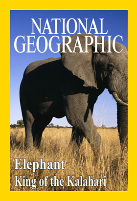 Elephant kalahari